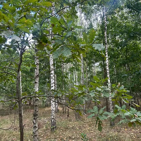 Mietowy Jagodne